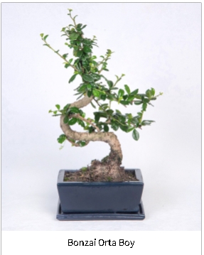 Bonsai minyatr aa sat istanbul