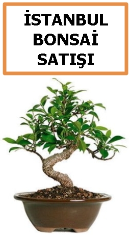 Bonsai sat siparii istanbul