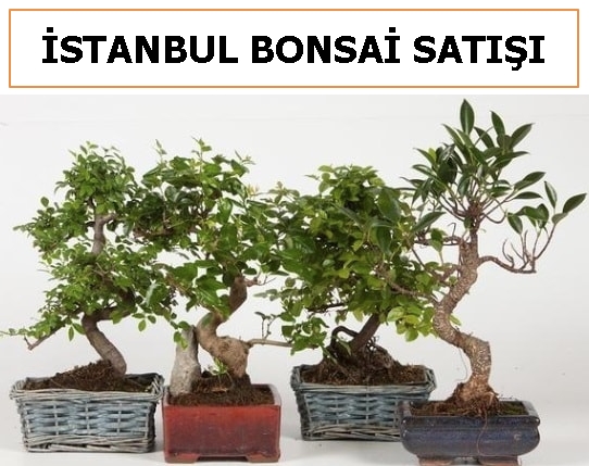 stanbul bonsai siparii sat